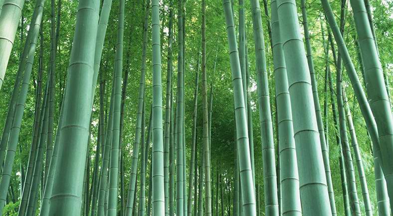 Bamboo.jpg